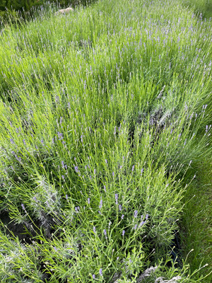 Продам двухкомнатную (2-комн.) квартиру, 2-я Российская ул, 162, Краснодар г