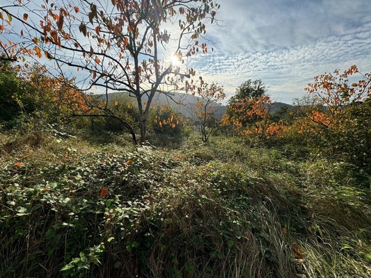 Продам участок 4,6 соток, Фермерское хоз., Каштан снт, Сочи г, 0 км от города