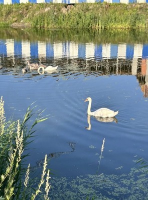 Продам однокомнатную (1-комн.) квартиру, Тихорецкая ул, 5, Калининград г