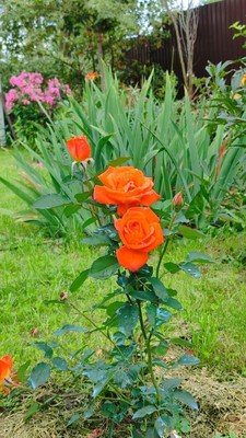 Продам дом, 11, квартал Дмитровский тер, 0 км от города