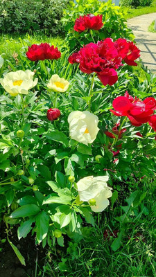 Продам дом, 11, квартал Дмитровский тер, 0 км от города