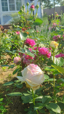 Продам дом, 11, квартал Дмитровский тер, 0 км от города