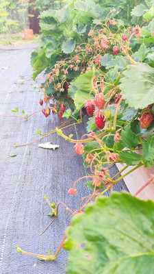 Продам дом, 11, квартал Дмитровский тер, 0 км от города