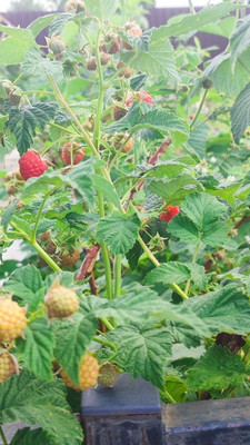 Продам дом, 11, квартал Дмитровский тер, 0 км от города