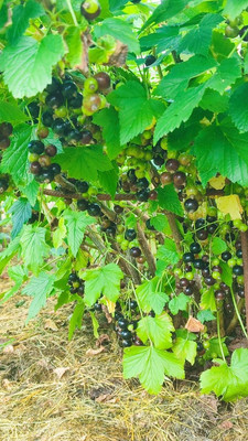 Продам дом, 11, квартал Дмитровский тер, 0 км от города