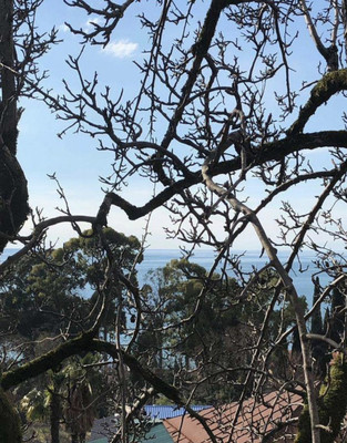 Продам участок 6 соток, ИЖС, Волжский (Центральный р-н) пер, 3, Сочи г, 0 км от города