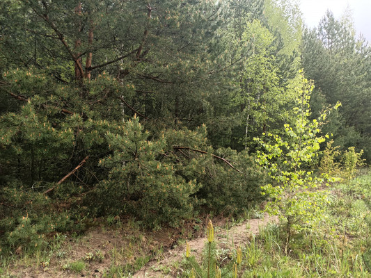 Продам участок 14 соток, Садоводство, Ёлкино тер, Раменское г, 0 км от города