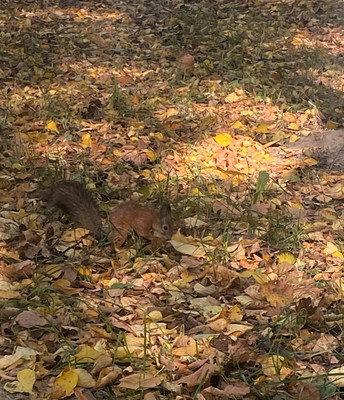 Продам однокомнатную (1-комн.) квартиру, Солнцева ул, 2, Раменское г