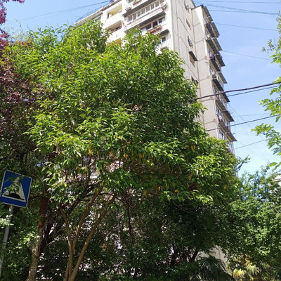 Продам трехкомнатную (3-комн.) квартиру, Пирогова (Центральный р-н) ул, 6/3, Сочи г