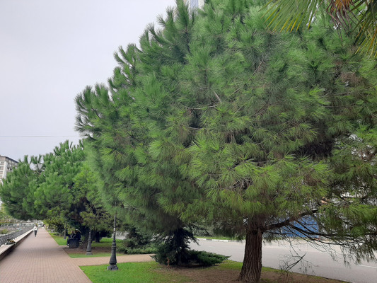 Продам однокомнатную (1-комн.) квартиру, Волжская (Центральный р-н) ул, 42/1, Сочи г