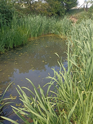 Продам дом, Демьяновка с, 0 км от города