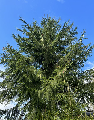 Продам дачу, ЛОС тер. СНТ, Массив Мшинская тер, 0 км от города