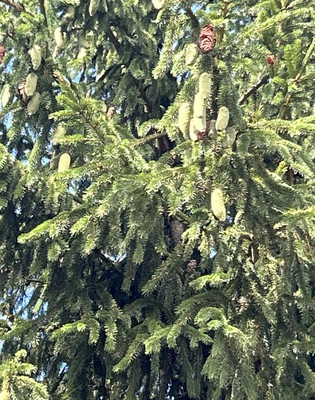 Продам дачу, ЛОС тер. СНТ, Массив Мшинская тер, 0 км от города