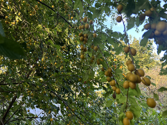 Продам дом, Заводская ул, 24а, Лукаши п, 0 км от города