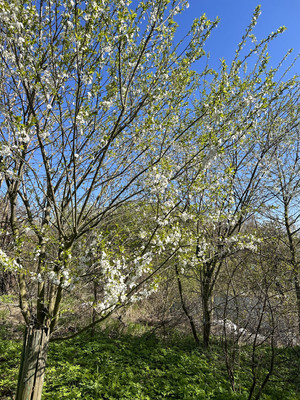 Продам дом, Заводская ул, 24а, Лукаши п, 0 км от города