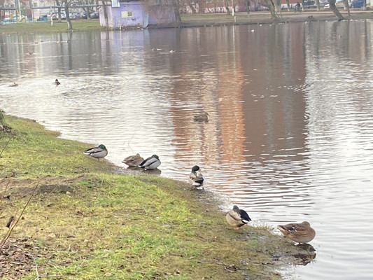 Продам однокомнатную (1-комн.) квартиру, Коминтерна ул, 17, Раменское г