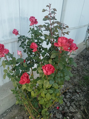 Продам дом, Розовая (Здоровье тер. СНТ) ул, 16, Куток х, 0 км от города