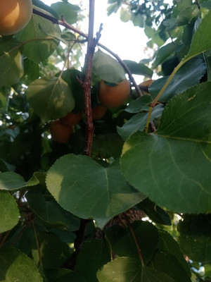 Продам дом, Розовая (Здоровье тер. СНТ) ул, 16, Куток х, 0 км от города