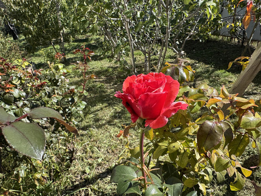 Продам участок 8 соток, Фермерское хоз., Сиреневая (Южное тер. ДНТ) ул, 45, Красный х, 0 км от города