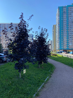 Продам трехкомнатную (3-комн.) квартиру, Авиаторов Балтики пр-кт, 19, Мурино п