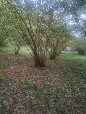 Продам участок 1 324 соток, ИЖС, Агуй-Шапсуг аул, 0 км от города