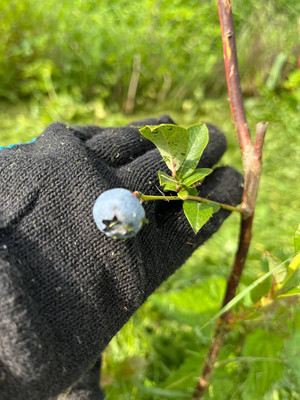 Продам дачу, 22, Гора д, 0 км от города