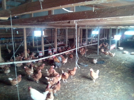 Продам дачу, 8 (Энергетик снт) линия, Романовская ст-ца, 0 км от города