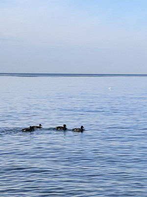 Сдам однокомнатную (1-комн.) квартиру, Волжская (Центральный р-н) ул, 34, Сочи г