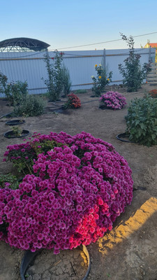 Продам дом, 75 лет Победы ул, 45, Романовская ст-ца, 0 км от города