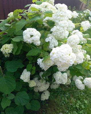 Продам дом, Веслево д, 0 км от города