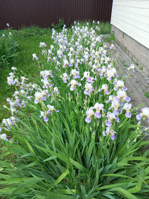 Продам дом, Веслево д, 0 км от города