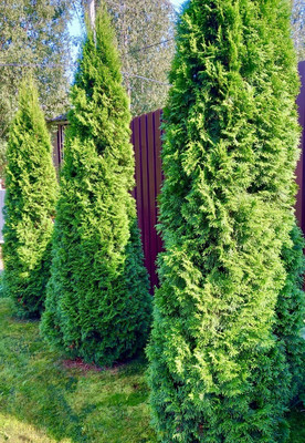 Продам дом, Веслево д, 0 км от города