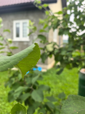 Продам дом, СНТ Соснинские дачи тер, 0 км от города