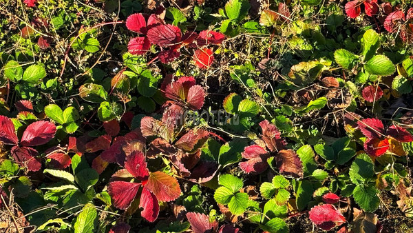 Продам дом, Клубная ул, 6, Горное с, 0 км от города