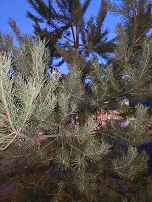 Продам однокомнатную (1-комн.) квартиру, Сосновая ул, 4, Полтево д