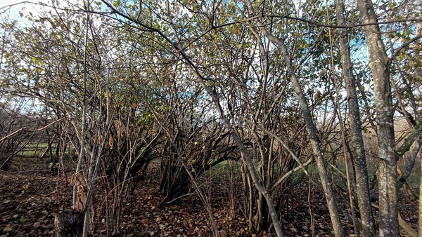 Продам дом, Красная ул, 25, Нефтегорск пгт, 0 км от города