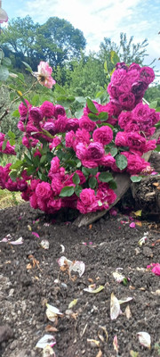 Продам участок 5 соток, ИЖС, Леселидзе ул, 53/2, Пластунка с, 0 км от города