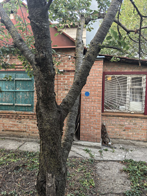 Продам дом, Казахская ул, Ростов-на-Дону г, 0 км от города