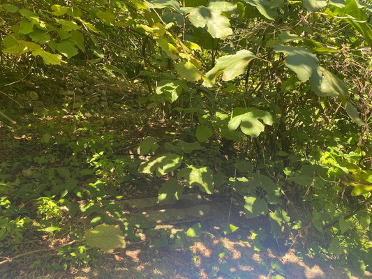 Продам участок 4,4 соток, ИЖС, Юг снт, Сочи г, 0 км от города