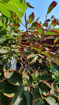 Продам дом, Набережная ул, 43, Голубицкая ст-ца, 0 км от города