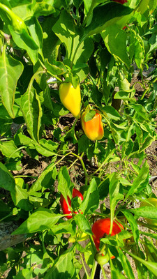 Продам дом, Набережная ул, 43, Голубицкая ст-ца, 0 км от города