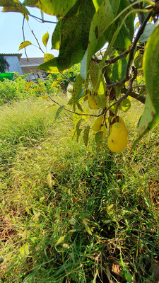 Продам дом, Набережная ул, 43, Голубицкая ст-ца, 0 км от города