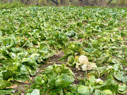 Продам участок 6 соток, ИЖС, Коммунаров ул, Гостагаевская ст-ца, 0 км от города