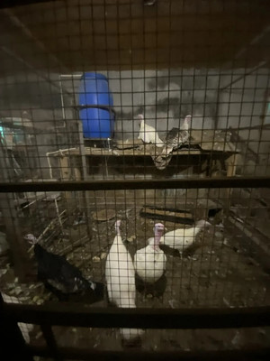 Продам коттедж, Южная ул, 84ка, Яхрома г, 0 км от города