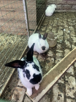 Продам коттедж, Южная ул, 84ка, Яхрома г, 0 км от города