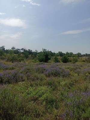 Продам участок 7,5 соток, ИЖС, Мазанка с, 0 км от города