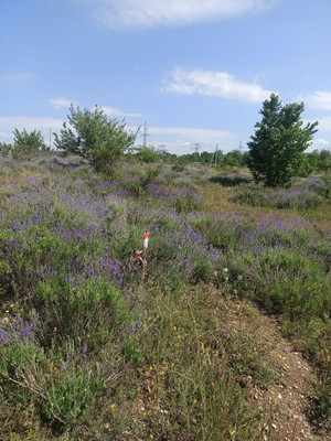 Продам участок 7,5 соток, ИЖС, Мазанка с, 0 км от города