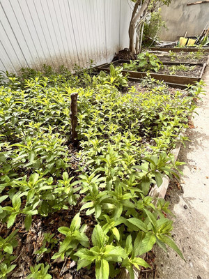 Продам дом, Глухова ул, 41к1, Новороссийск г, 0 км от города