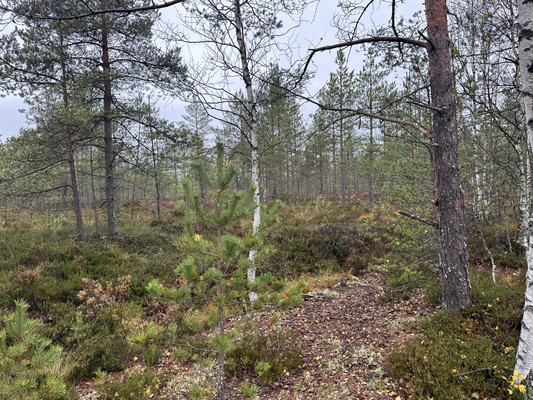 Сдам дом, Бор п, 0 км от города