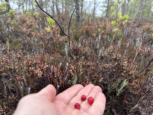 Сдам дом, Бор п, 0 км от города
